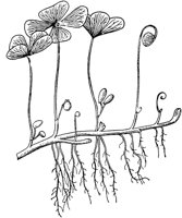 PLF003F.TIF