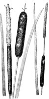 PLF003D.TIF