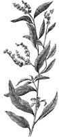 PLF003C.TIF