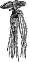 PLF003A.TIF