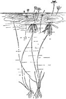 PLF002E.TIF