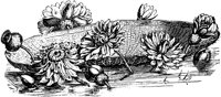 PLF002A.TIF