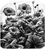 PLF001G.TIF