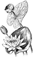 PLF001F.TIF