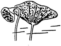 PLF001E.TIF