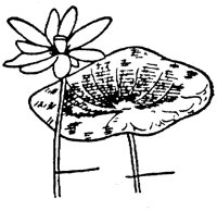 PLF001D.TIF
