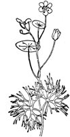 PLF001C.TIF