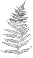 PLF131D.TIF