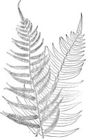 PLF131C.TIF