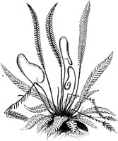 PLF131A.TIF