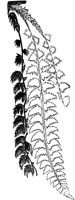 PLF130A.TIF
