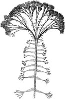 PLF129D.TIF