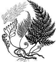 PLF129C.TIF