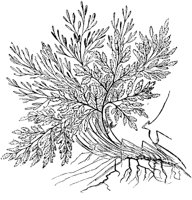 PLF129B.TIF