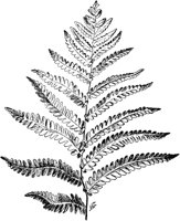 PLF129A.TIF