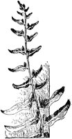PLF128C.TIF