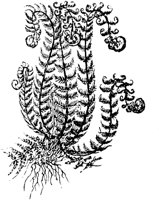 PLF128B.TIF