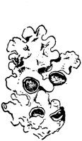 PLF127J.TIF
