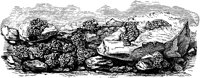 PLF127I.TIF