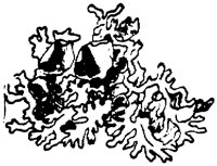 PLF127F.TIF