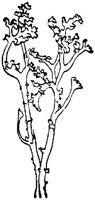 PLF127E.TIF