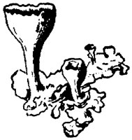PLF127D.TIF