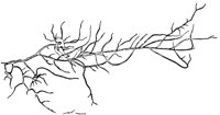 PLF127C.TIF