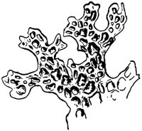 PLF127B.TIF