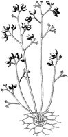 PLF126I.TIF