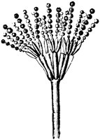 PLF126E.TIF