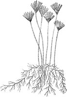 PLF126C.TIF