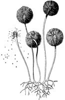 PLF126B.TIF