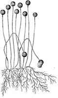 PLF126A.TIF