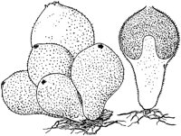 PLF125J.TIF