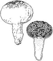 PLF125G.TIF