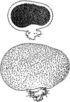 PLF125A.TIF