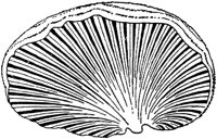 PLF124I.TIF