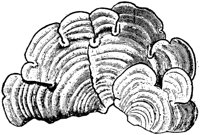 PLF124G.TIF