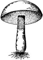 PLF124F.TIF