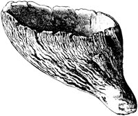 PLF124D.TIF
