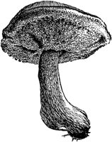 PLF124B.TIF
