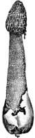 PLF123F.TIF