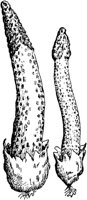 PLF123E.TIF