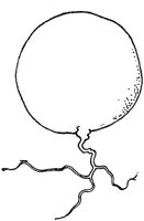 PLF123C.TIF