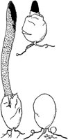 PLF123B.TIF