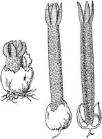 PLF123A.TIF