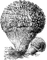 PLF122C.TIF