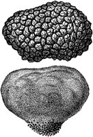 PLF121F.TIF