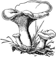 PLF121E.TIF
