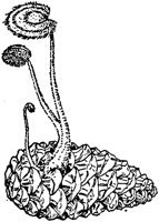 PLF121D.TIF